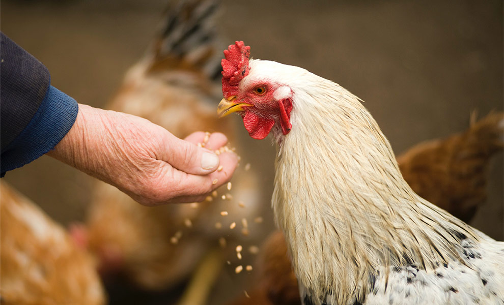 Personne âgée donnant à manger à un coq